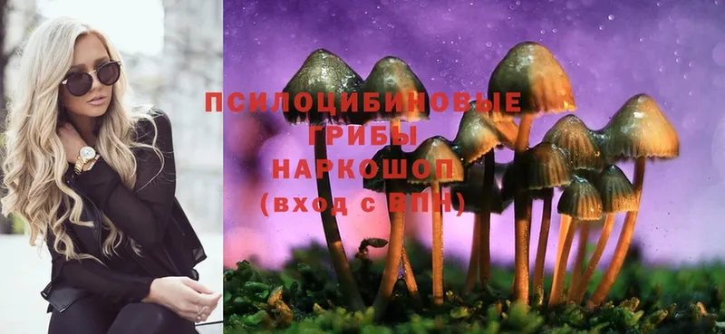 купить  сайты  Рубцовск  Галлюциногенные грибы Psilocybe 